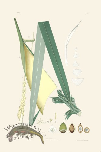 (image for) Rodrigues Palm Front 044