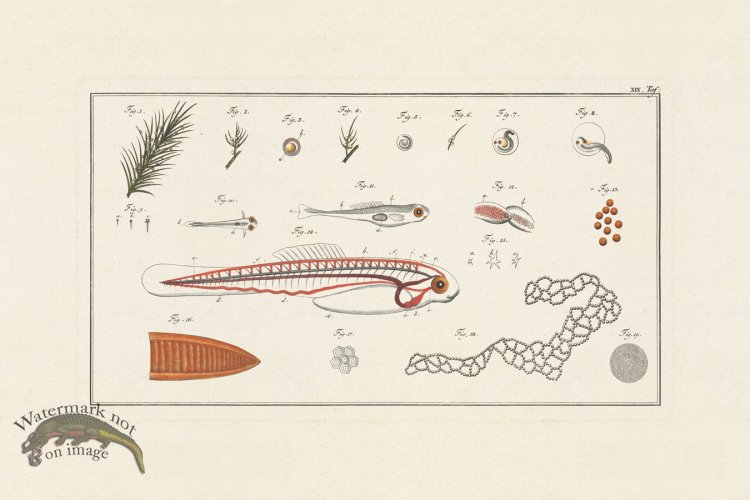 (image for) Bloch Fish 019