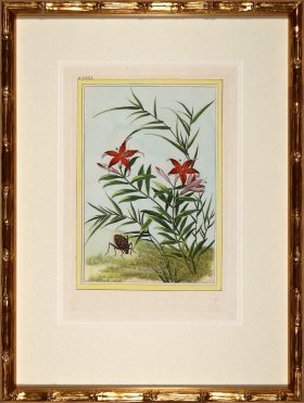 Buchoz Botanicals in Bamboo 10