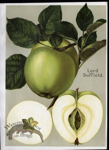 (image for) Fruit 12