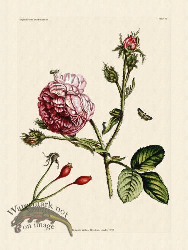 (image for) Wilkes Butterflies 061