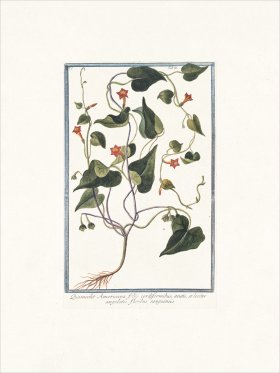 Bonelli 086 floribus sanguineis