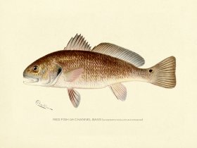 Bass_Red_Fish_or_Channel