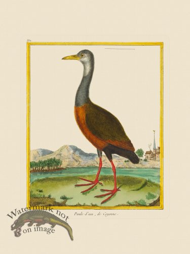 (image for) Martinet Bird 352