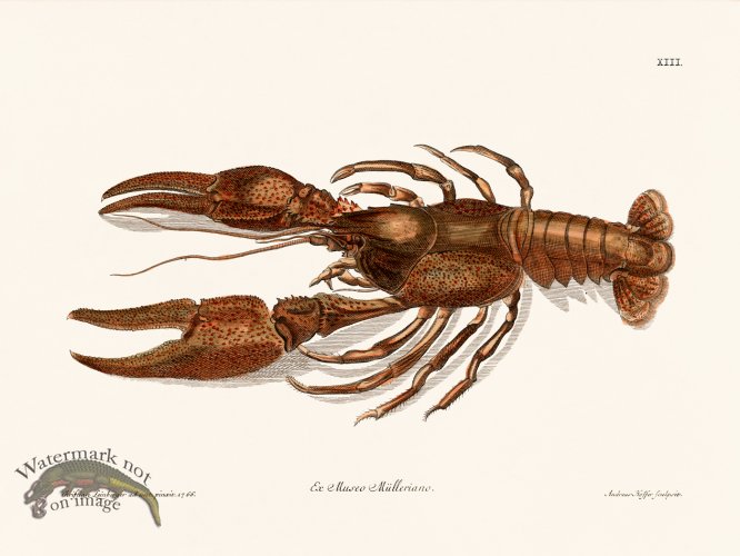 (image for) Knorr Sealife 13