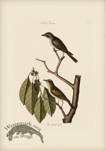 (image for) 054 Red Eyed Flycatcher