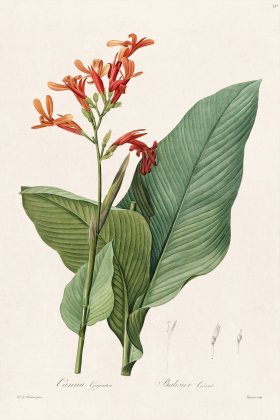 Les Liliacees Redoute 331