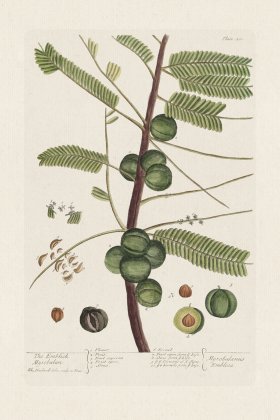 BEE 400 The Emblick Myraobakan