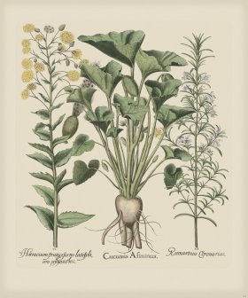 Besler 284 Colored B2