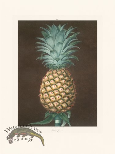 (image for) Brookshaw Fruit 05