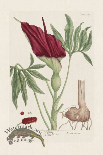 (image for) BEE 269 Dragons