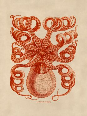Octopus Orange 32