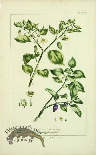 (image for) Philip Miller 065