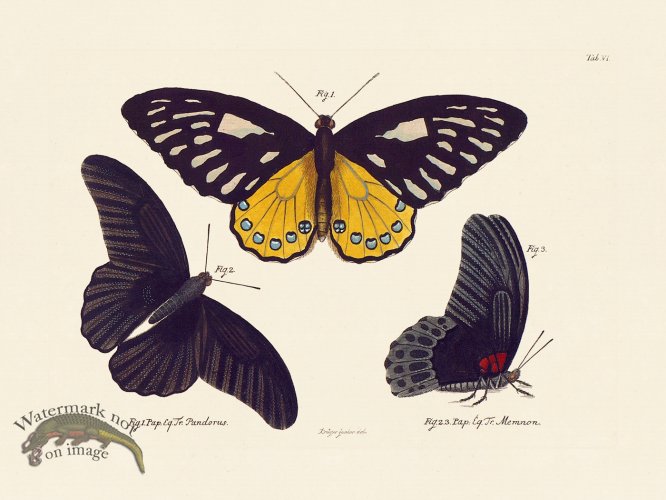 (image for) Jablonsky Butterfly 006