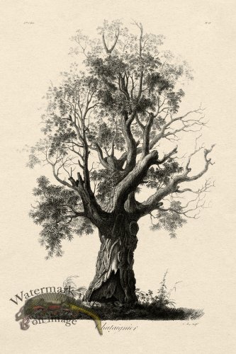 (image for) Defiennes Tree 15