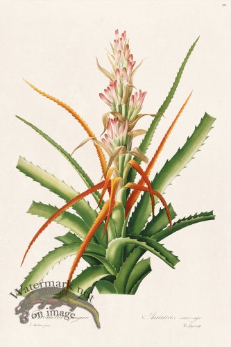 (image for) Les Liliacees Redoute 396