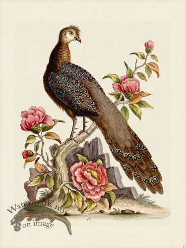 (image for) Edwards 067 Peacock Pheasant