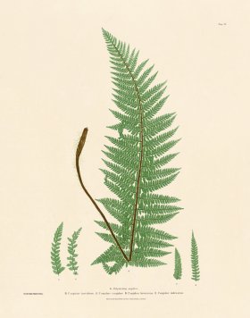 (image for) Bradbury Fern 06