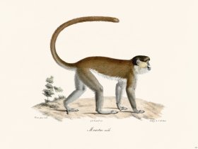 Cuvier 345 Male Moustac