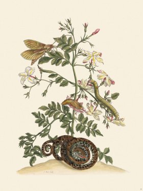 Merian Metamorphosis 46