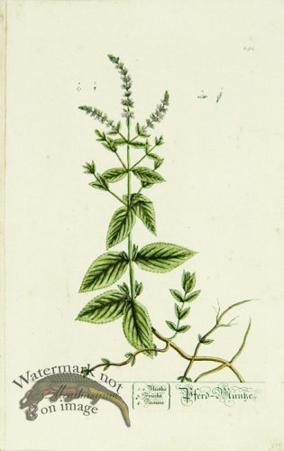 (image for) Blackwell German 024