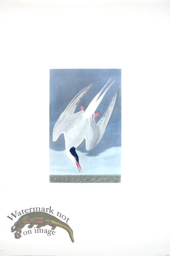 Artic Tern