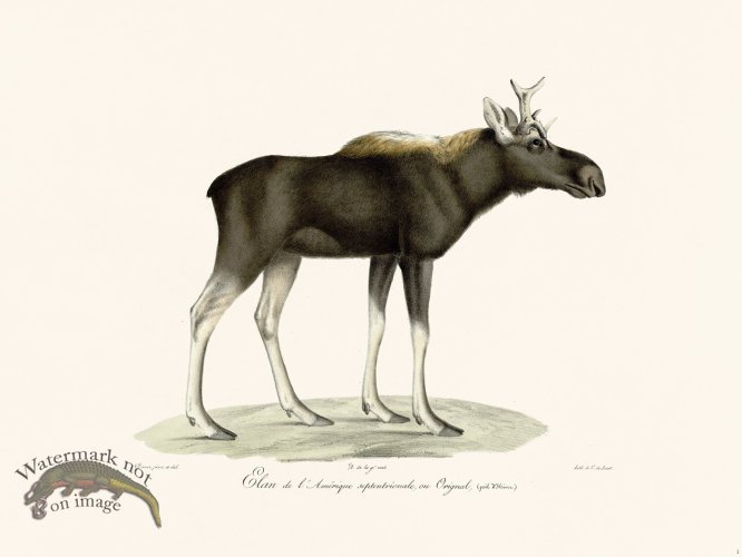 Cuvier 001 Moose