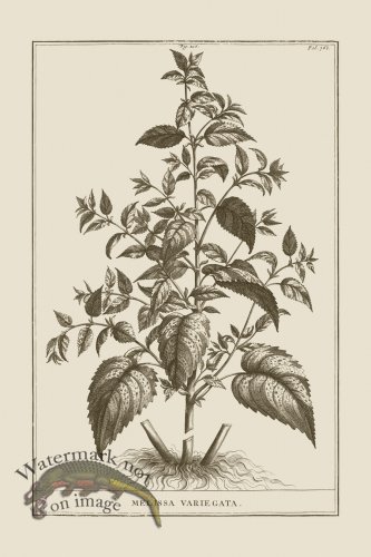 (image for) Abraham Munting 216