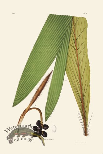 (image for) Rodrigues Palm Front 018