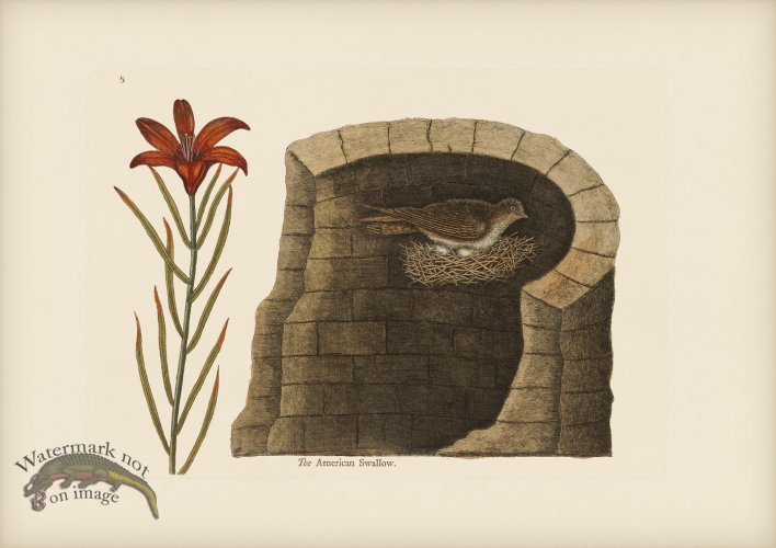 212 American Swallow