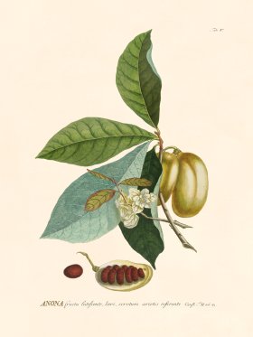 (image for) Trew Botanical 05