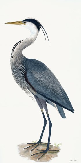 Rudbeck 036 Blue Heron 20x40