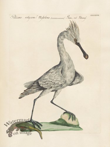 (image for) Manetti 437