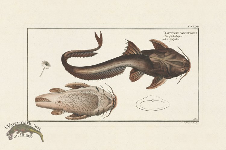 (image for) BLOCH FISH 372