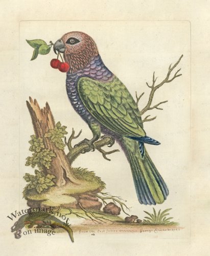 (image for) Edwards Parrot 19.jpg