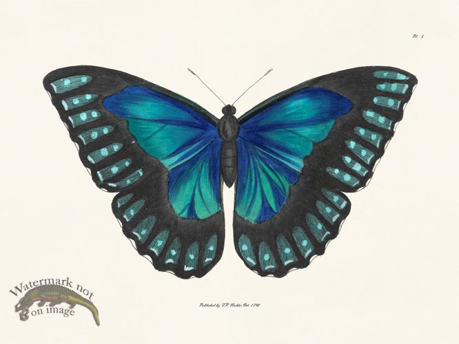 (image for) Nodder BF 05 New Color