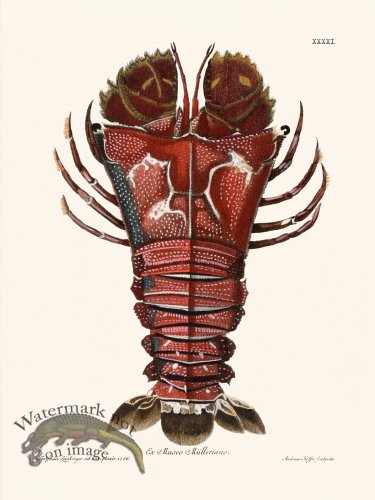 (image for) Knorr Sealife 41