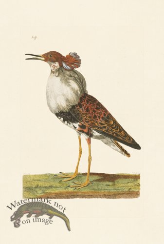 (image for) Pennant Zoology 012