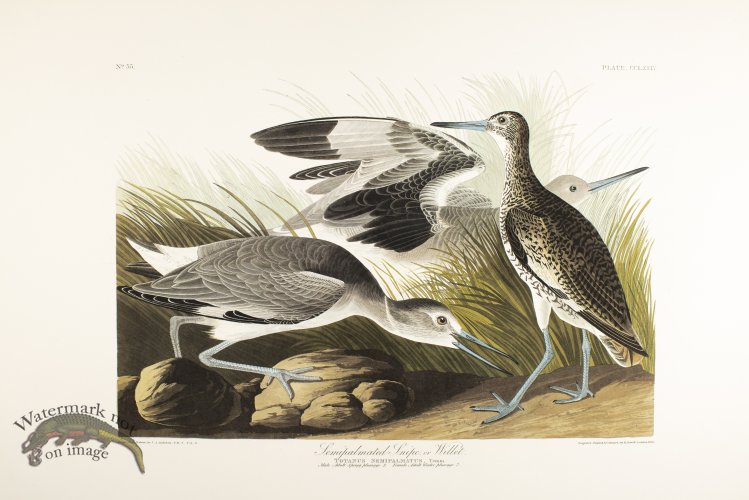 (image for) Semipalmated Snipe