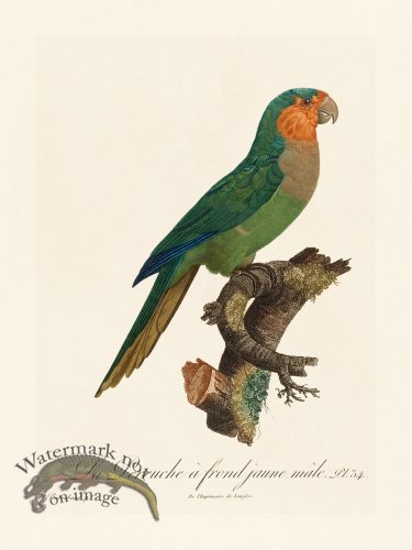 (image for) Barraband Parrot 034