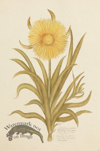 (image for) Blomboken 049