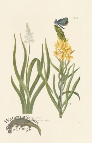 (image for) Weinmann PL 185