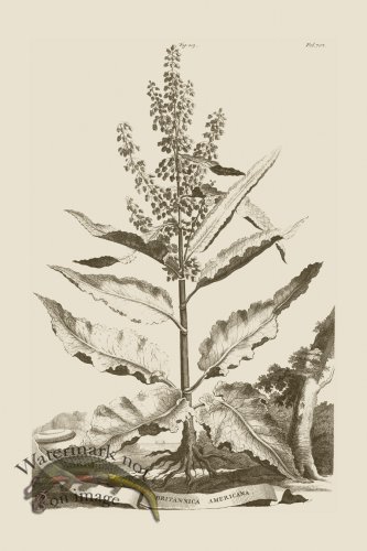 (image for) Abraham Munting 203