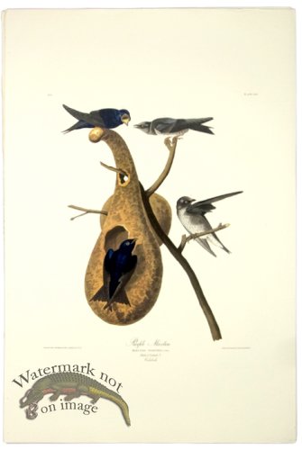 (image for) Purple Martin