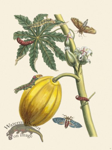 (image for) Merian Metamorphosis 64