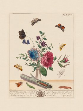 Moses Harris Insects 35