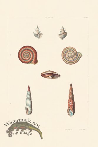 (image for) Perry Shell 51