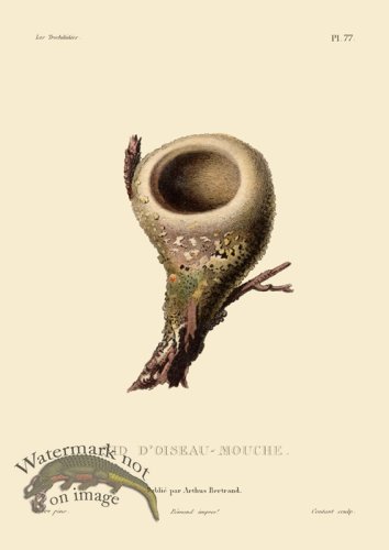 (image for) Humming Bird 77