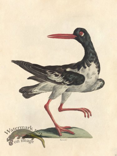 (image for) Tribute Bd 62