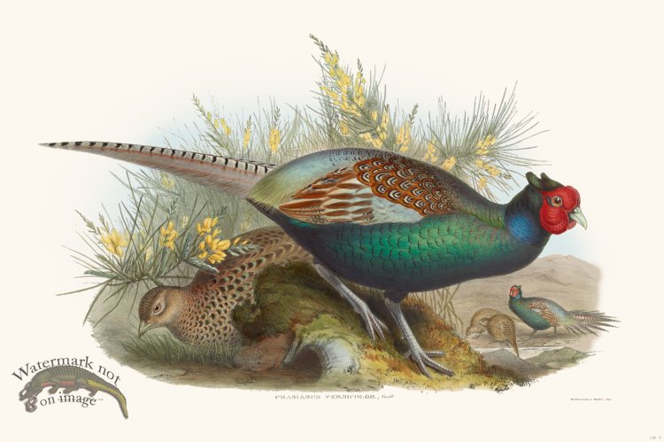 (image for) Gould Game Bird 009